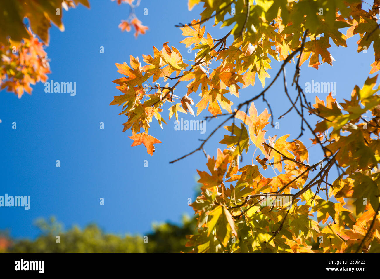 Yellow foliage against the blue sky hi-res stock photography and images ...