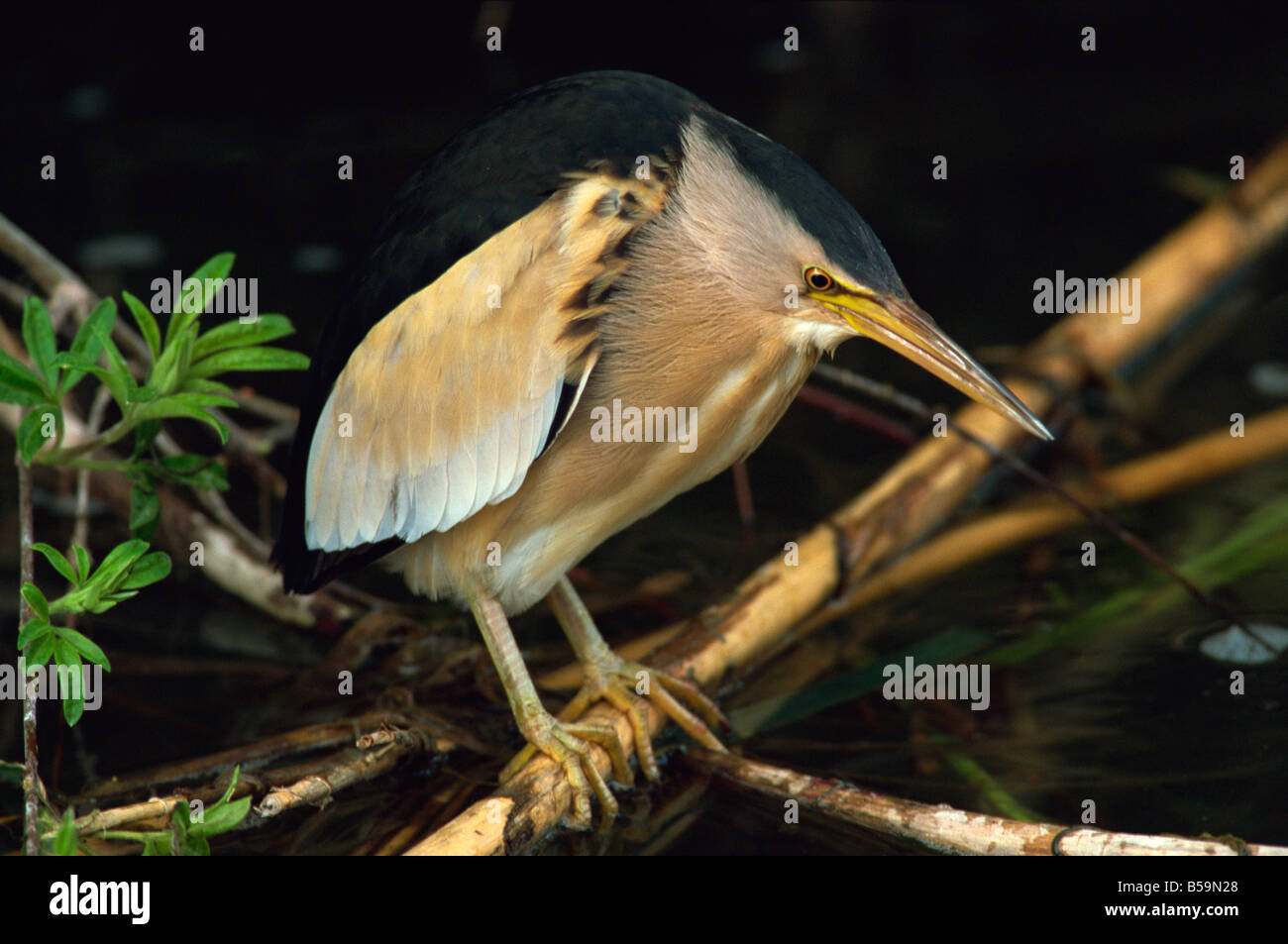 Little bittern, Lesbos Island, Greece, Europe Stock Photo