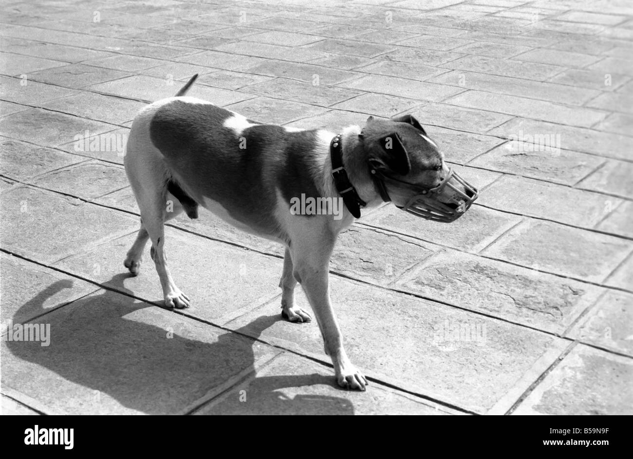People: Culture: General scenes in Venice. All dogs have to wear a ...