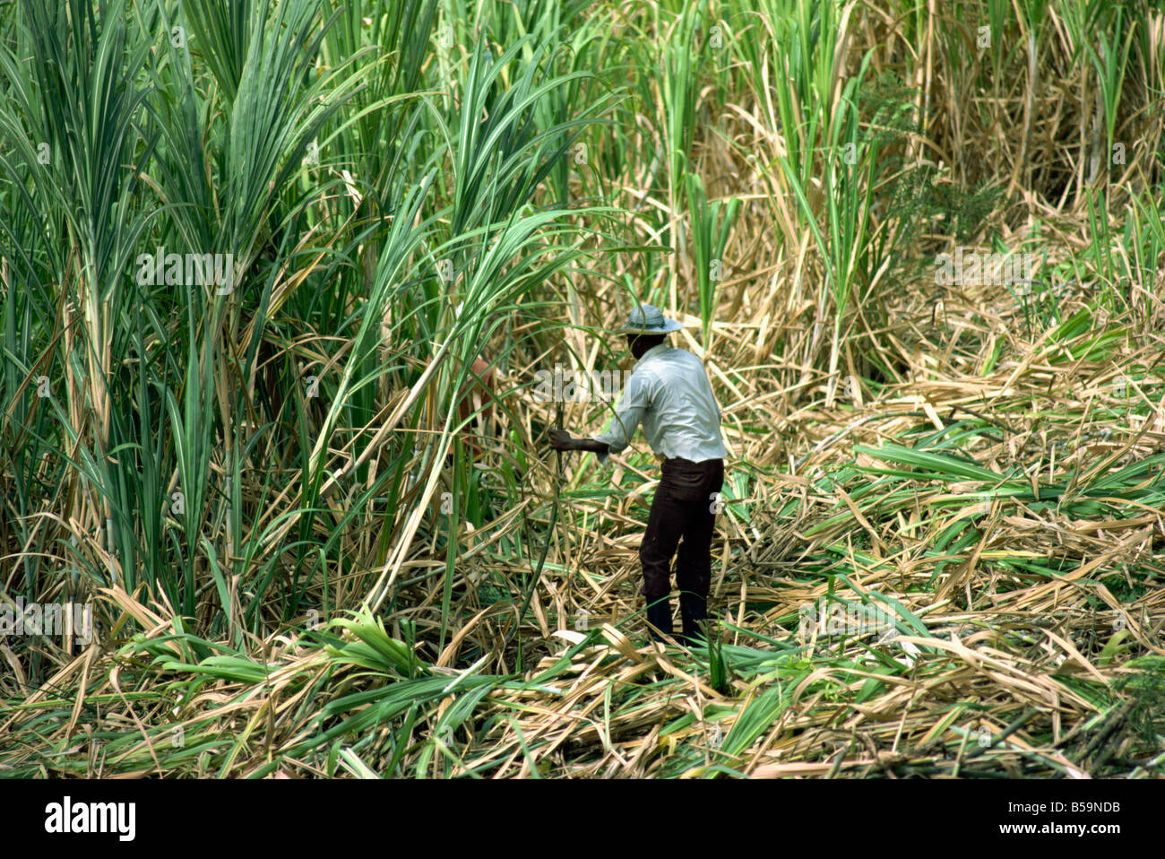 Cutting sugar cane Barbados West Indies Caribbean Central America Stock