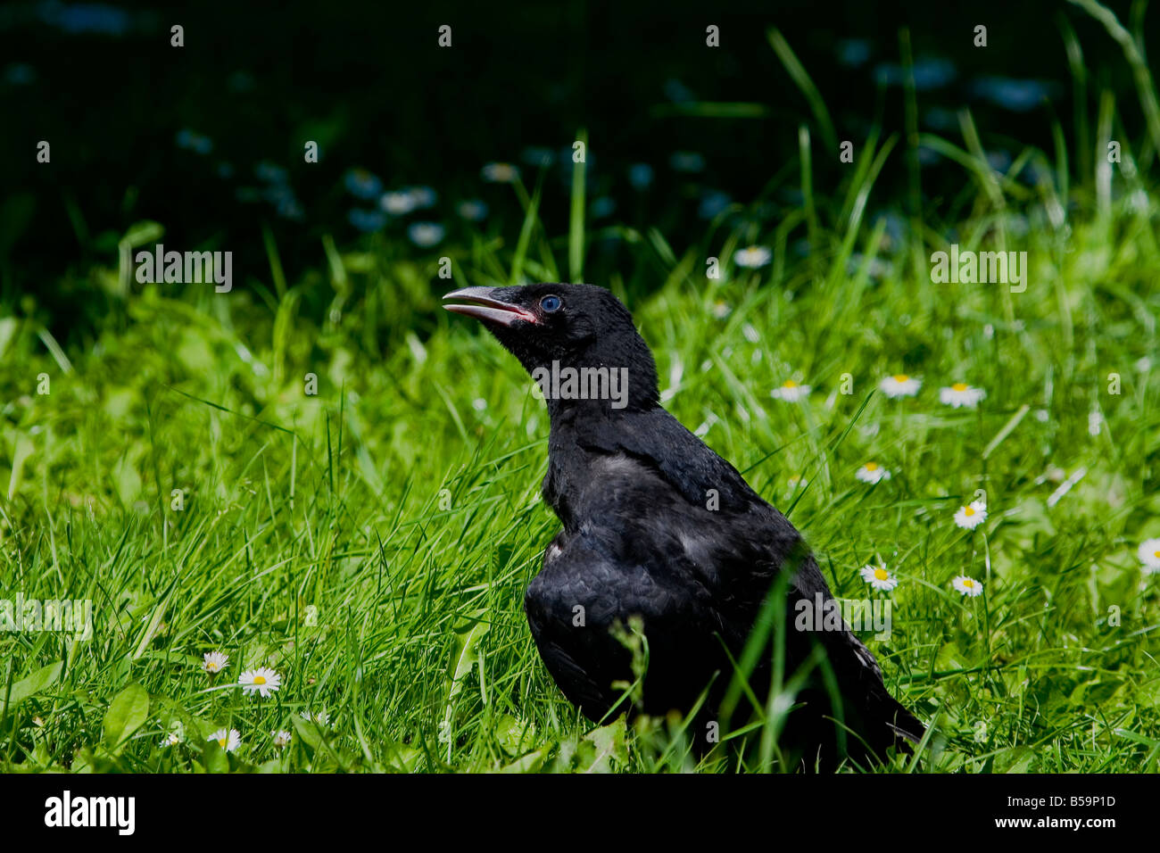 Juvenile crow hi-res stock photography and images - Alamy