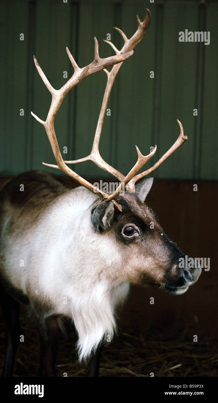 prancer stock photos prancer stock images alamy