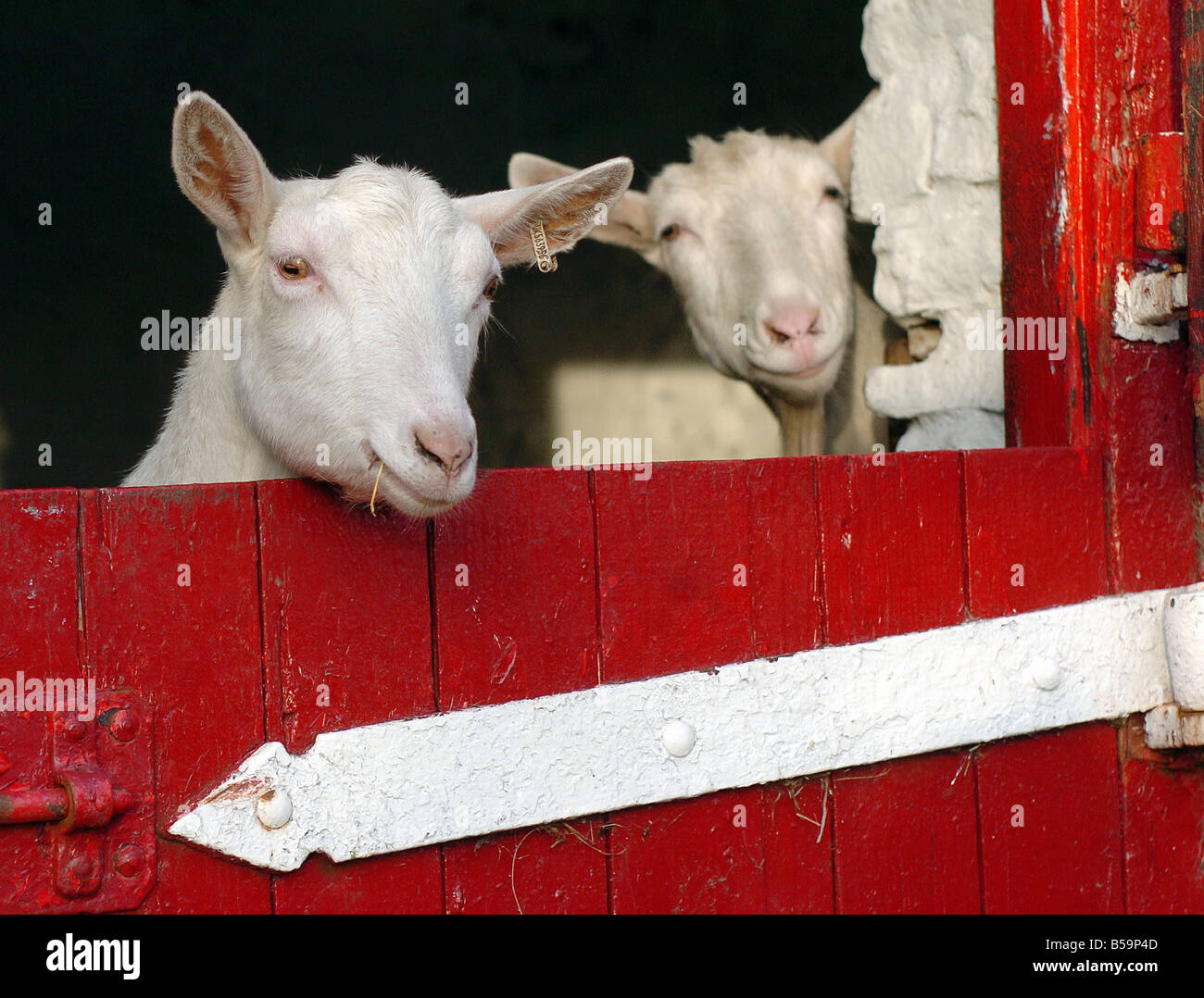 Love goats hi-res stock photography and images - Alamy