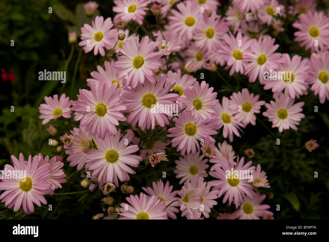 Pink hardy chrysanthemums bloom throughout the summer and fall in South