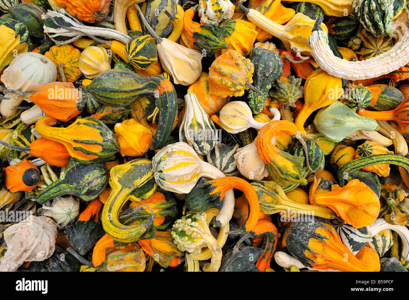 Decorative Gourds For Sale At A New York City Green Market Stock