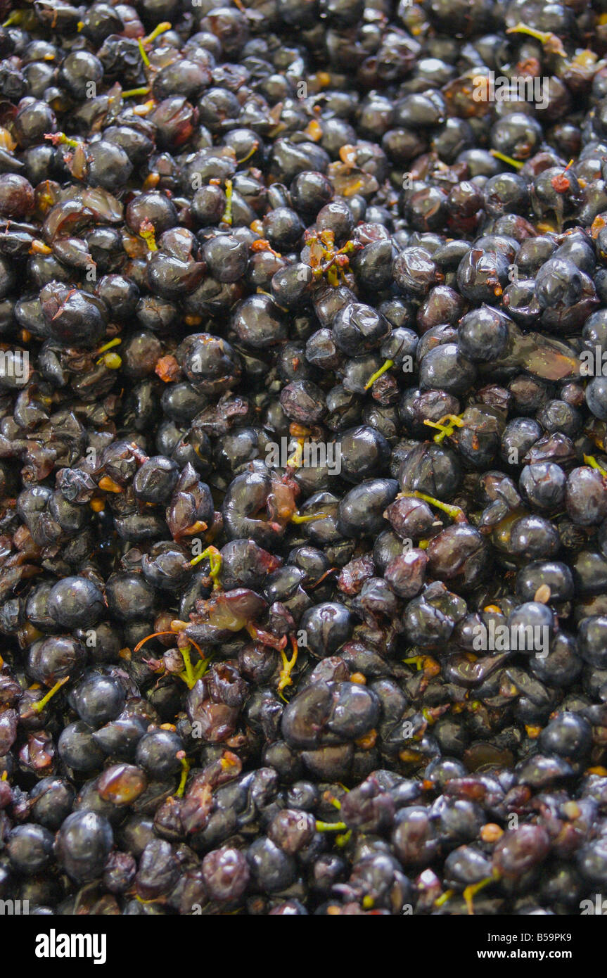 Red grapes used for winemaking in Ghizzano Tuscany Italy Stock Photo