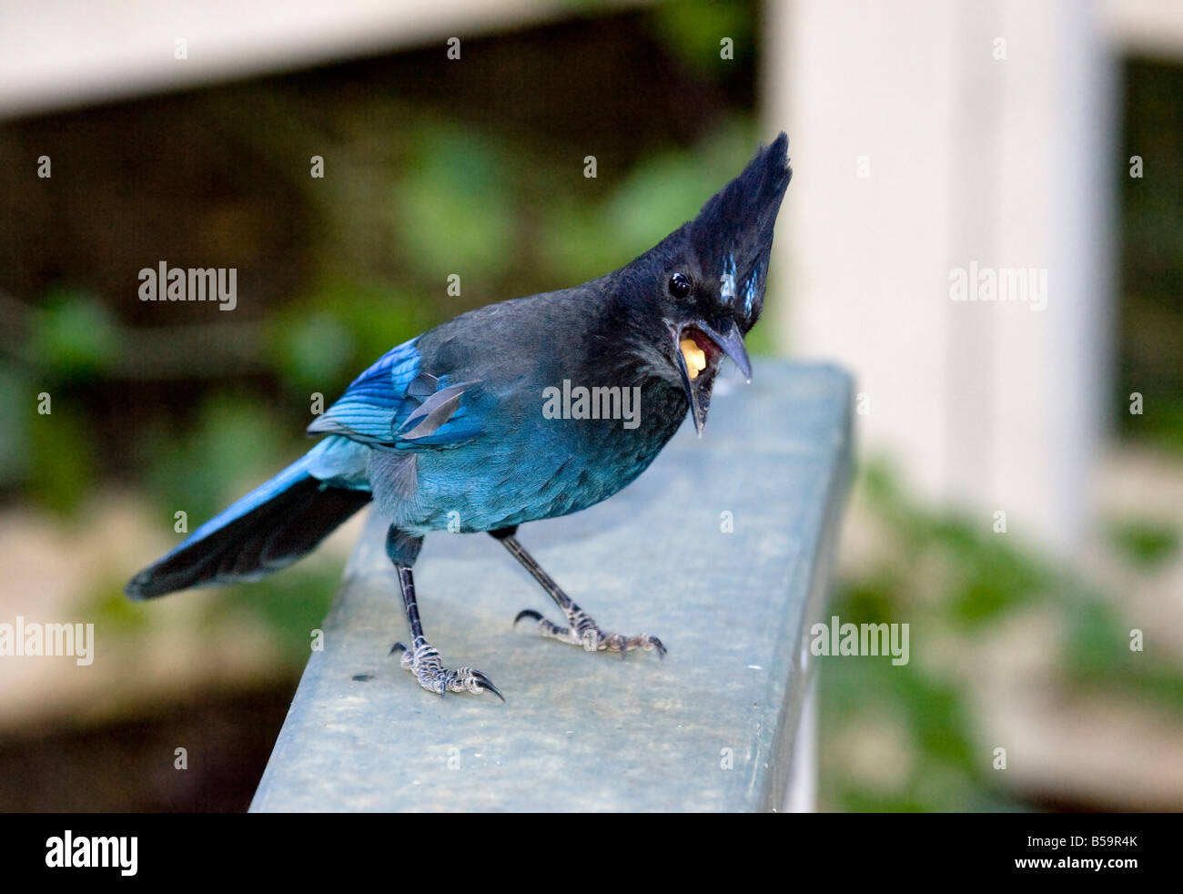Steller's Blue Jay Squawking with Peanut in Mouth Stock Photo Alamy