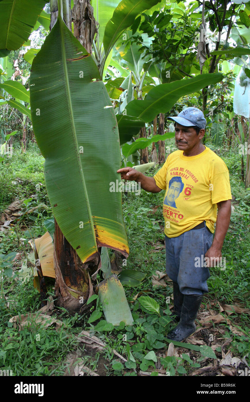 Organic Banana trees on plantation near Machala Ecuador South America Stock Photo