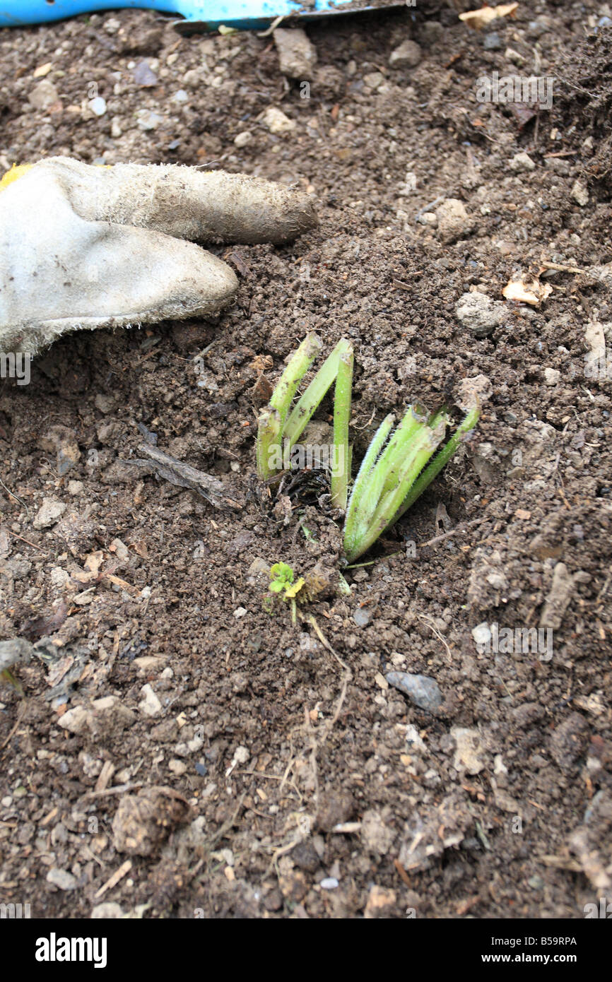 PRPOAGATING COMFREY PLANT OFFSETS WITH TOP JUST ABOVE GROUND LEVEL Stock Photo