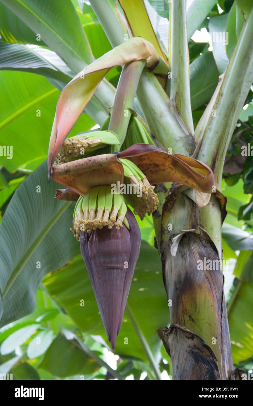 Organic Banana trees on plantation near Machala Ecuador South America Stock Photo