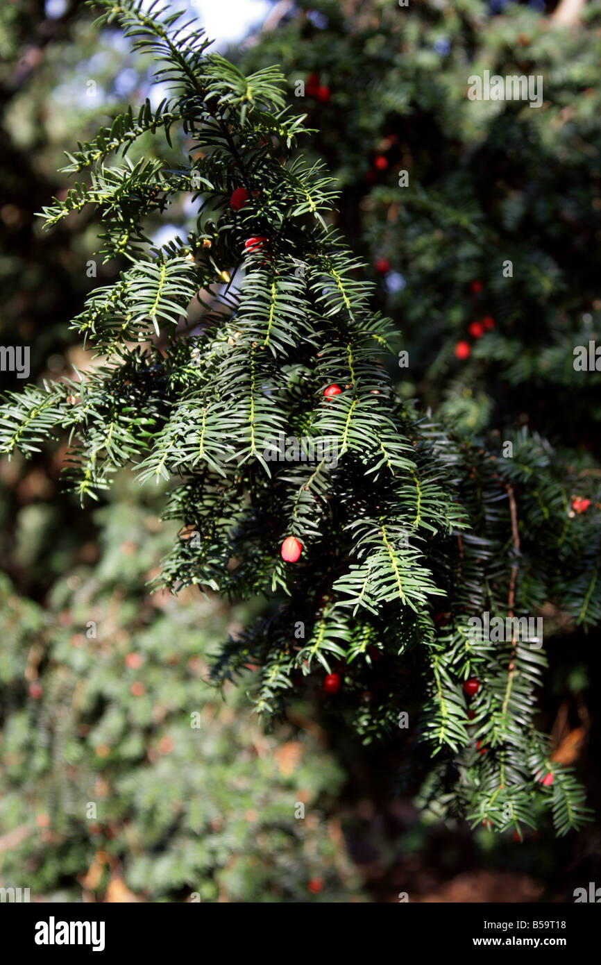 English Yew, Taxus baccata, Taxaceae, Central Europe Stock Photo