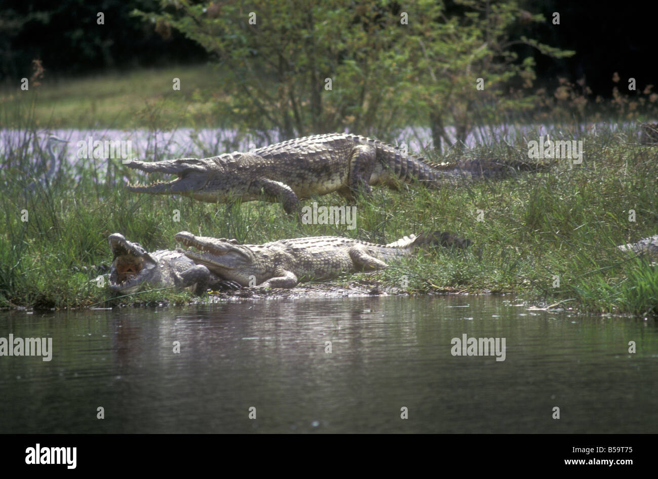 Huge Nile Crocodiles on the banks of the River Nile in Murchison Falls National Park Uganda Stock Photo