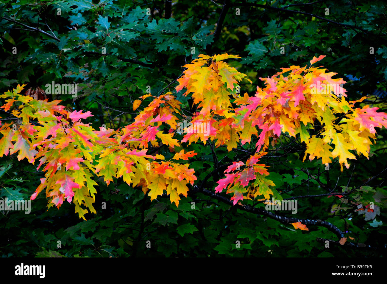Leaves of new england hi-res stock photography and images - Alamy