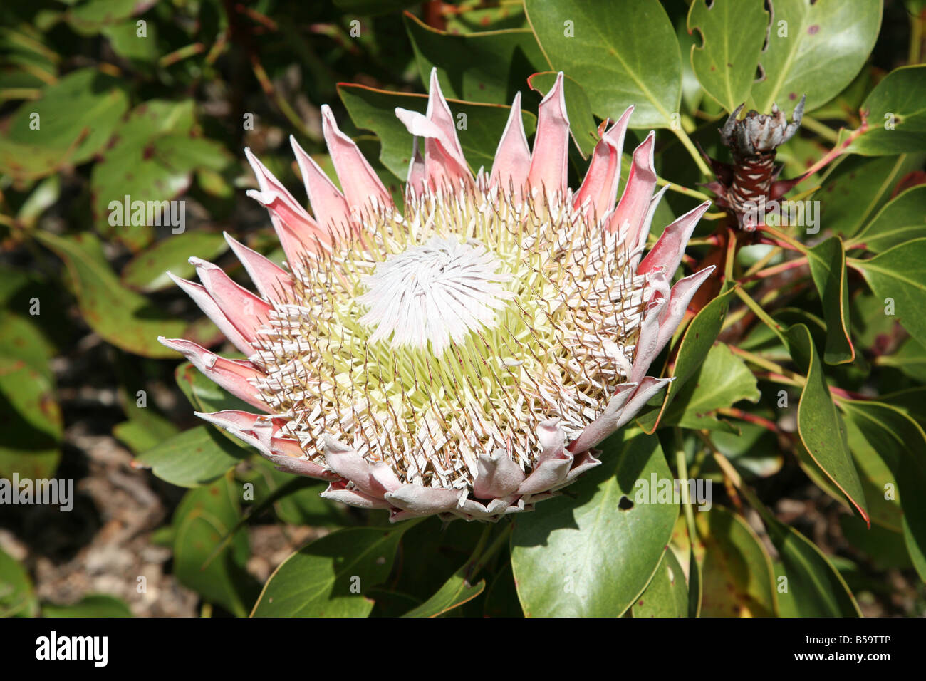 Close up of a King Protea (Protea cynaroides) flower Stock Photo