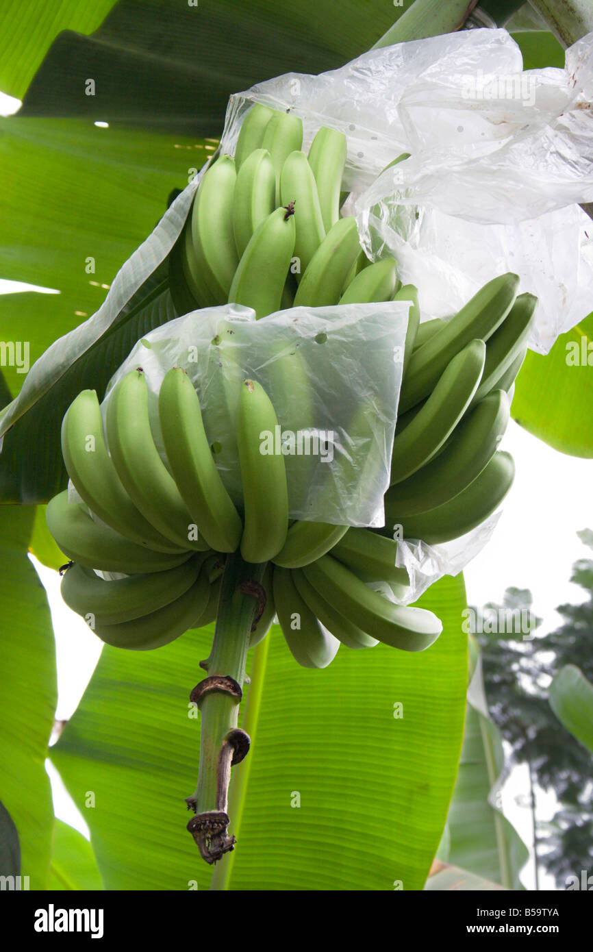 Organic Banana tree near Machala, Ecuador, South America Stock Photo
