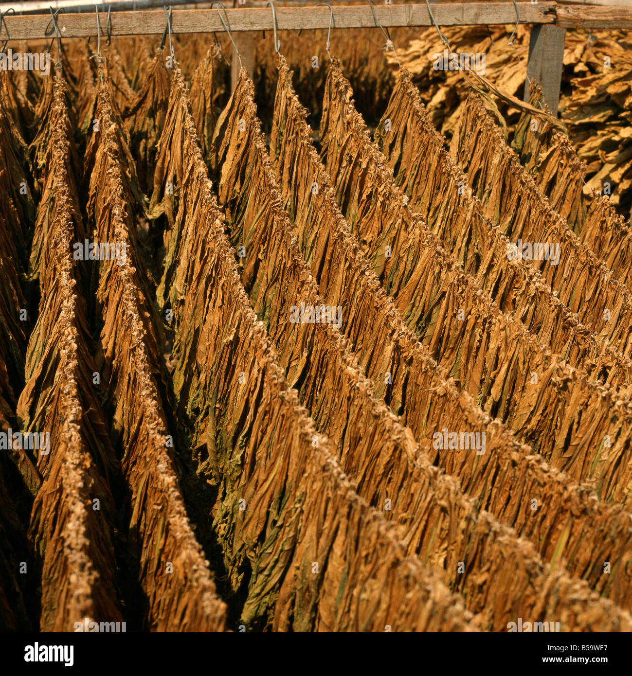 which countries produce tobacco Tobacco production by countries