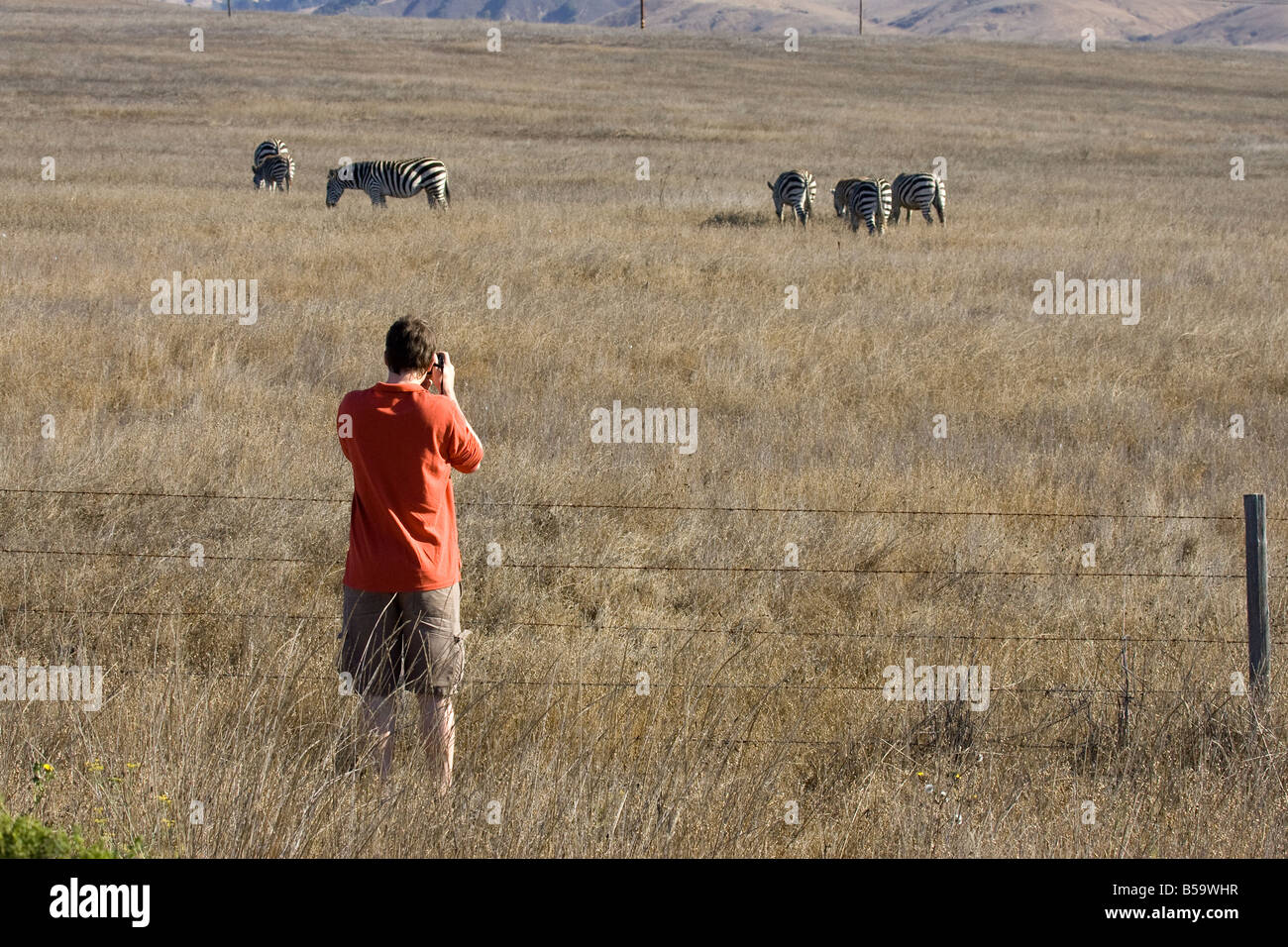 Man in Red Shirt Photographing Zebras on Hearst Castle Property Stock Photo