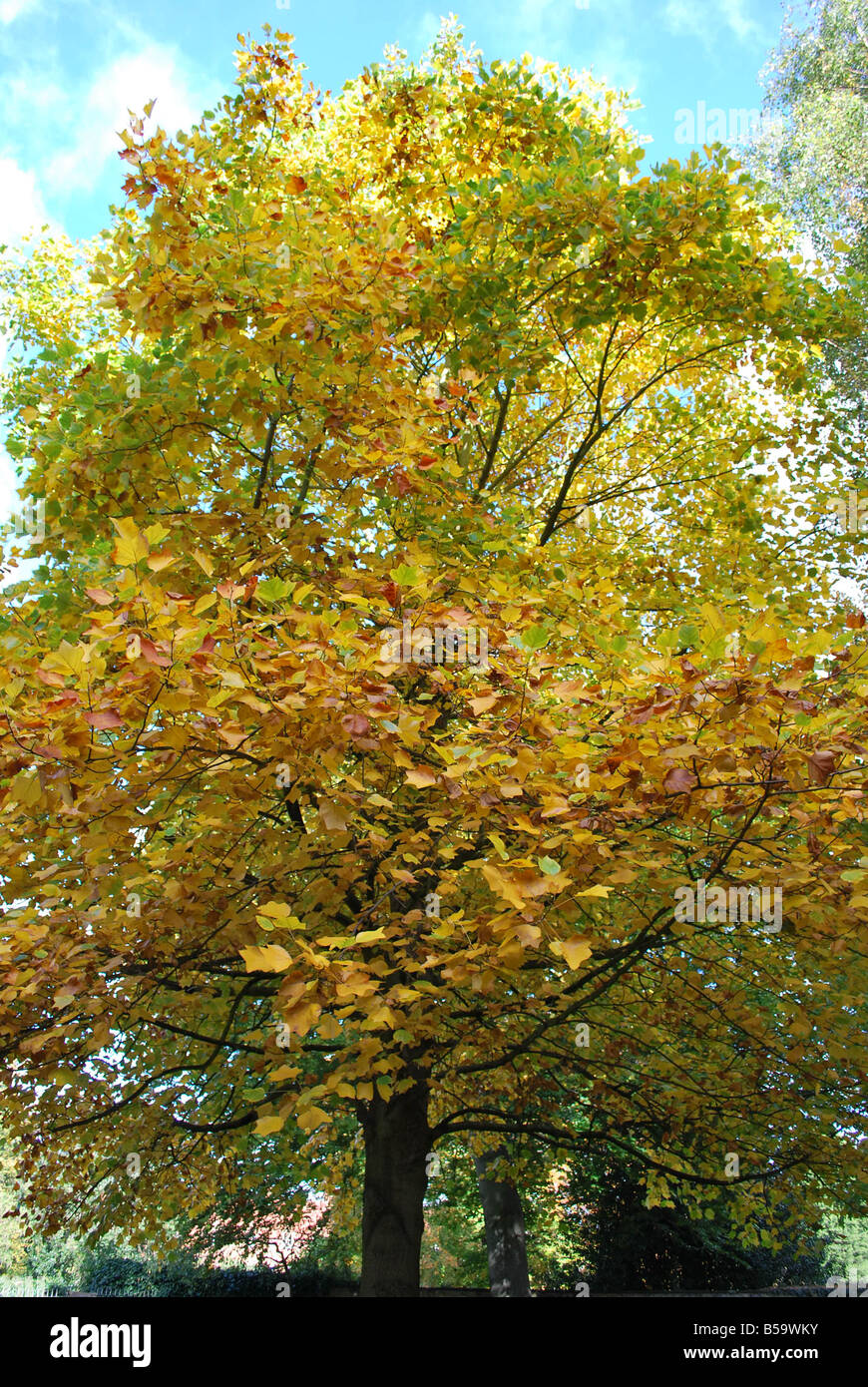 Autumn leaves on tree Stock Photo