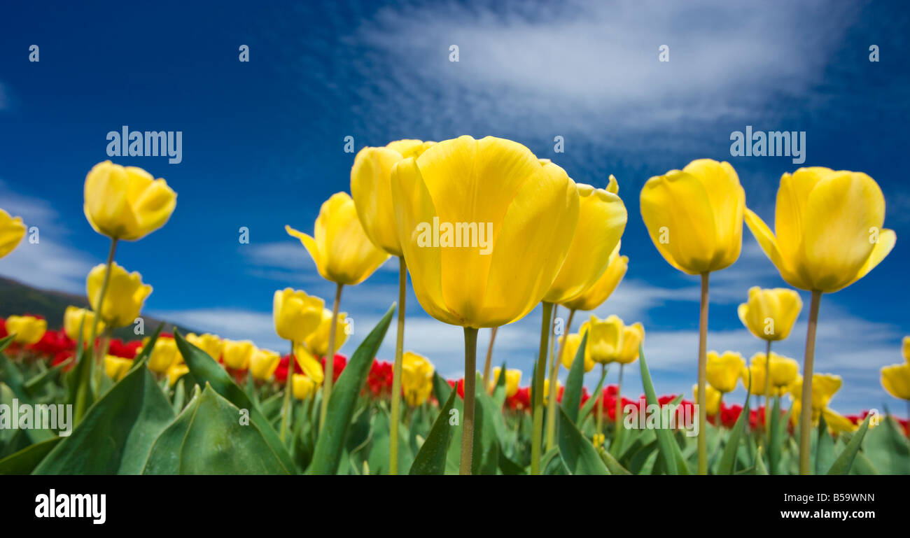 A beautiful field of tulips Stock Photo - Alamy