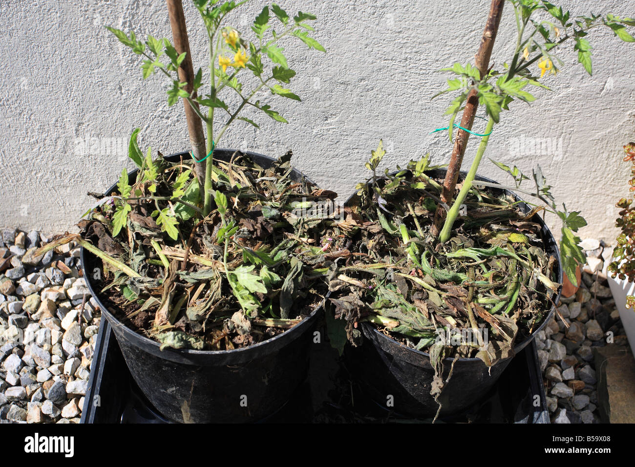 MULCHING TOMATOES GROWING IN POTS WITH COMFREY Stock Photo