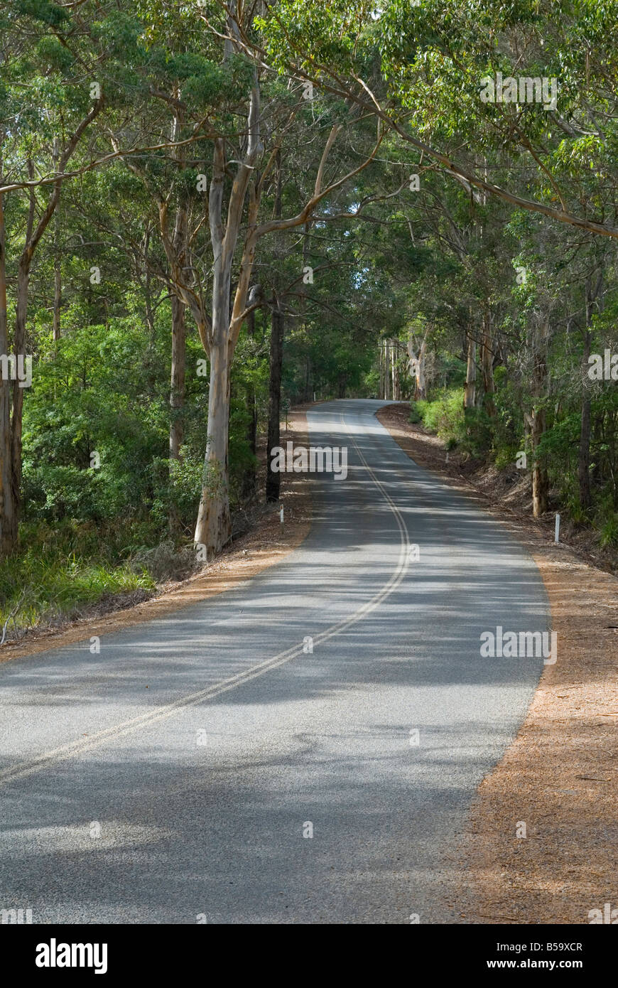 A paved road is shaded with dappled light from surrounding trees along Scotsdale Road Tourist Drive, Denmark, Western Australia Stock Photo