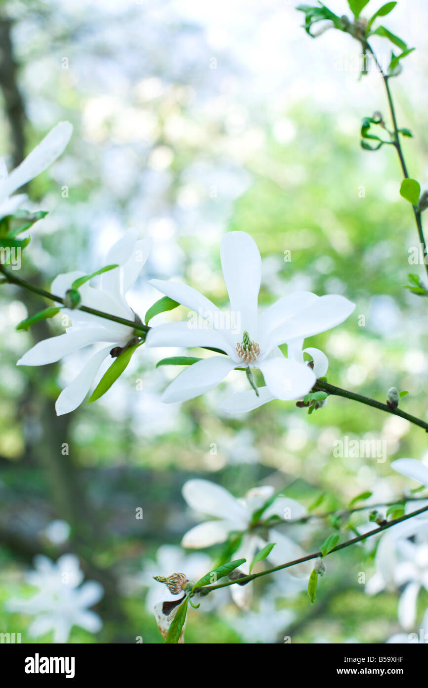 blooming magnolias in park Stock Photo Alamy