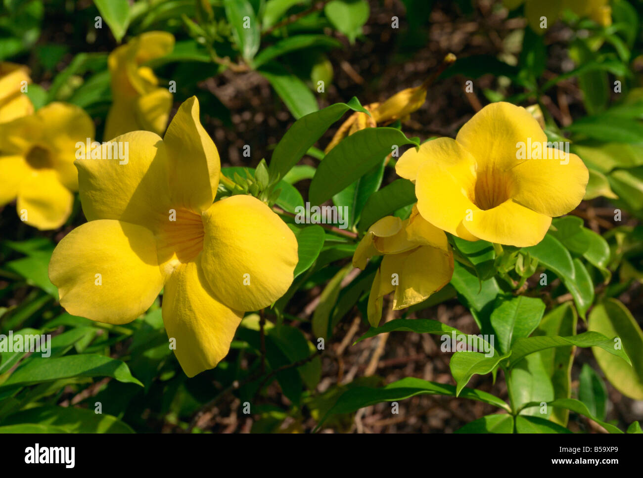 Tropical flowers grenada hires stock photography and images Alamy