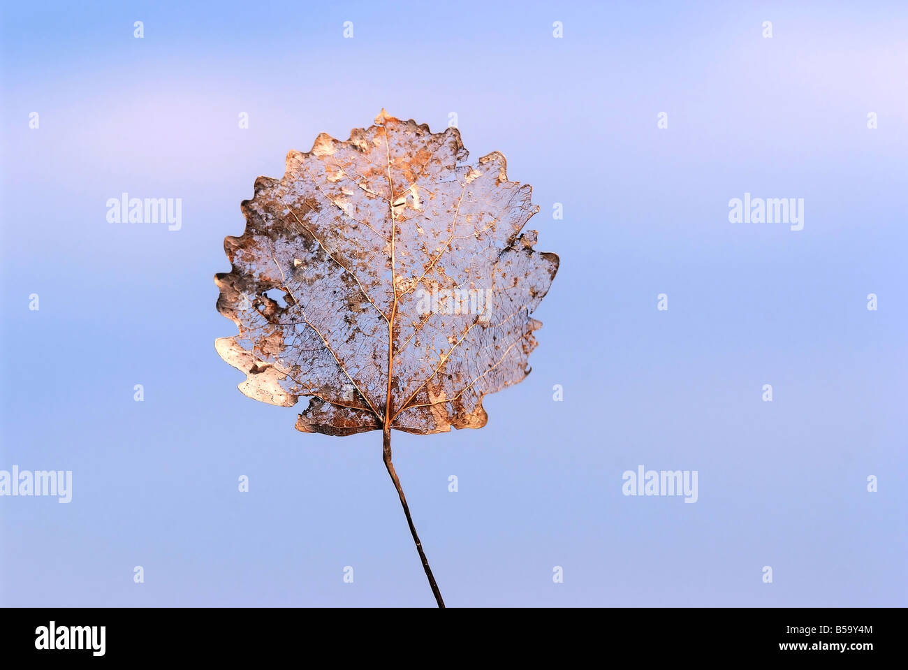 Dry autumn leaf on sky blue background Stock Photo