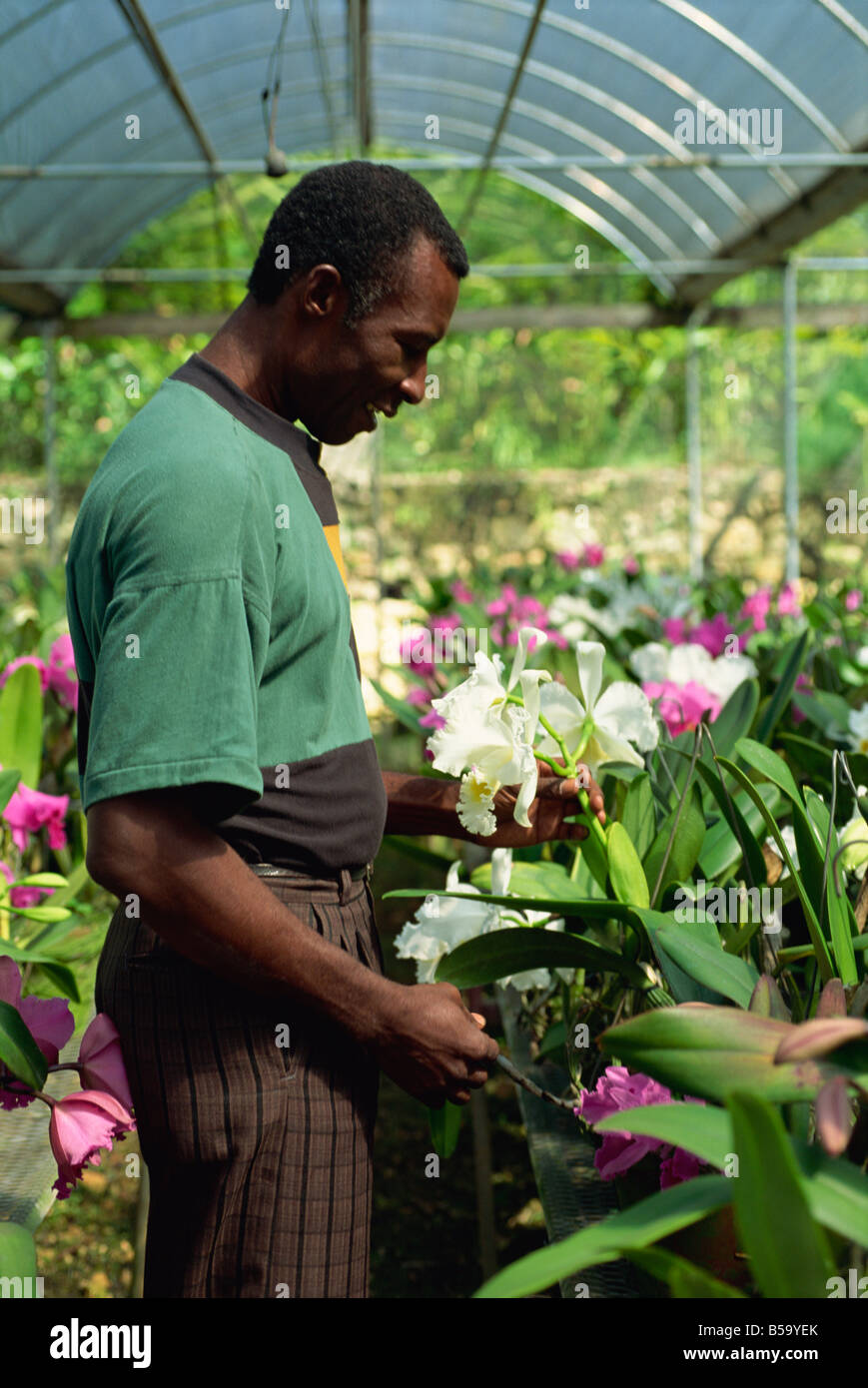 Supervisor tending orchids for export, Golden Orchid Nursery, Laboule, Haiti, West Indies, Central America Stock Photo
