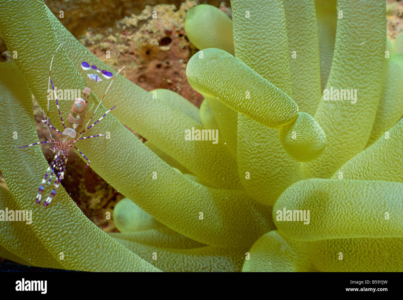 Purple and white shrimp on yellow tentacle coral, Honduras, Central America Stock Photo