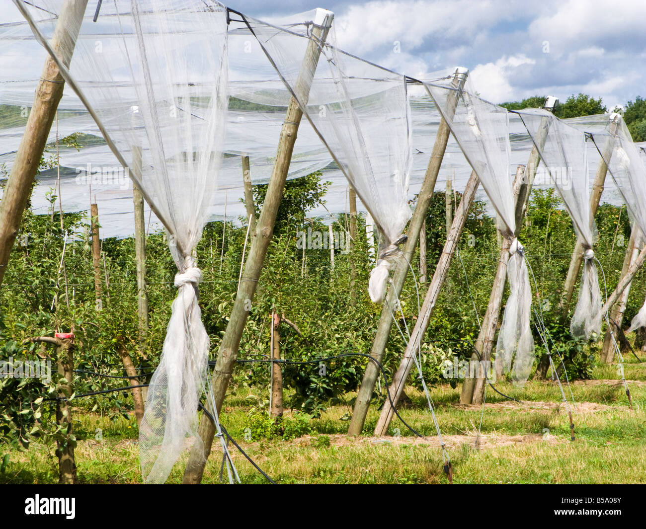 Large cloches protecting early growth of fruit trees in the French countryside Tarn et Garonne France Europe Stock Photo
