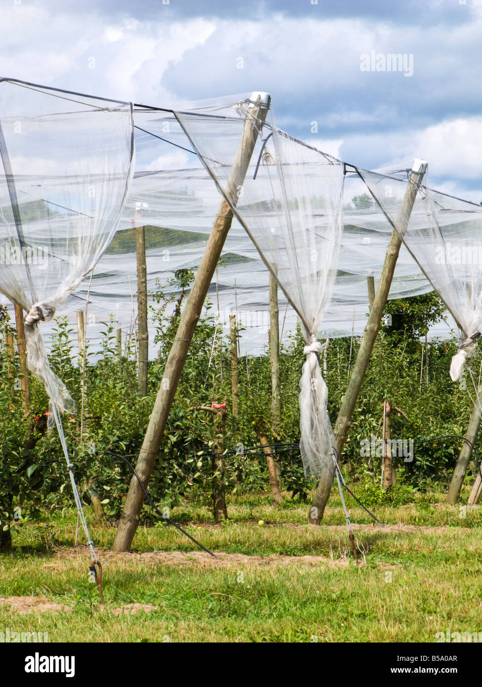 Large cloches protecting young fruit trees, Europe Stock Photo