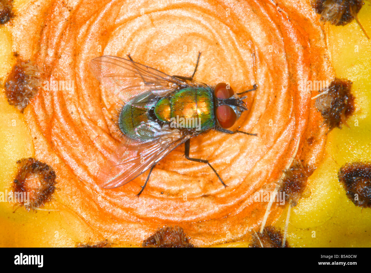 Greenbottle Fly (Lucilia caesar) On Prickly-pear fruit, (Opuntia ficus-indica) Stock Photo