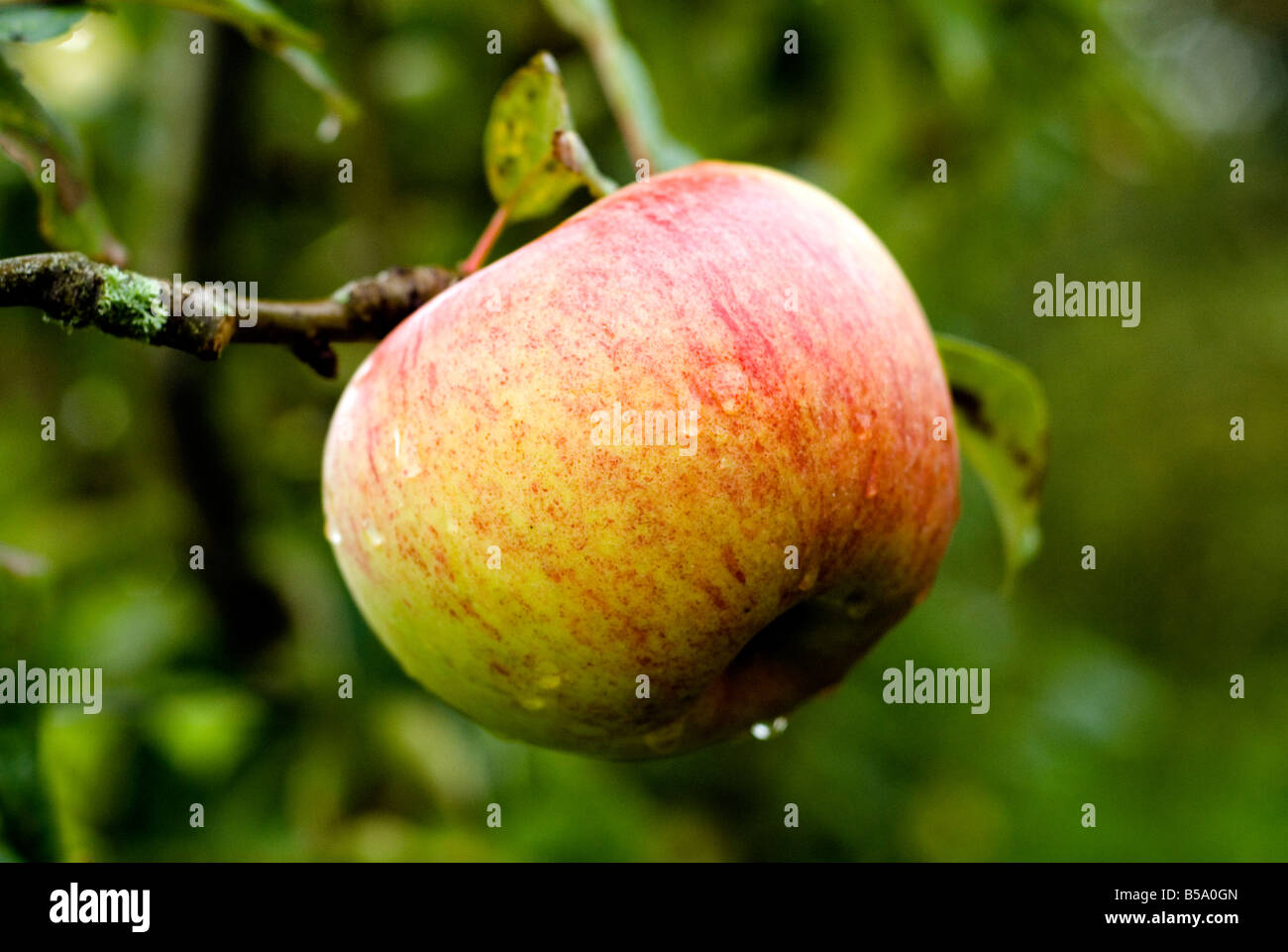 A Peasgood Nonsuch apple Butterworth Organic Nursery near Auchinleck. Stock Photo