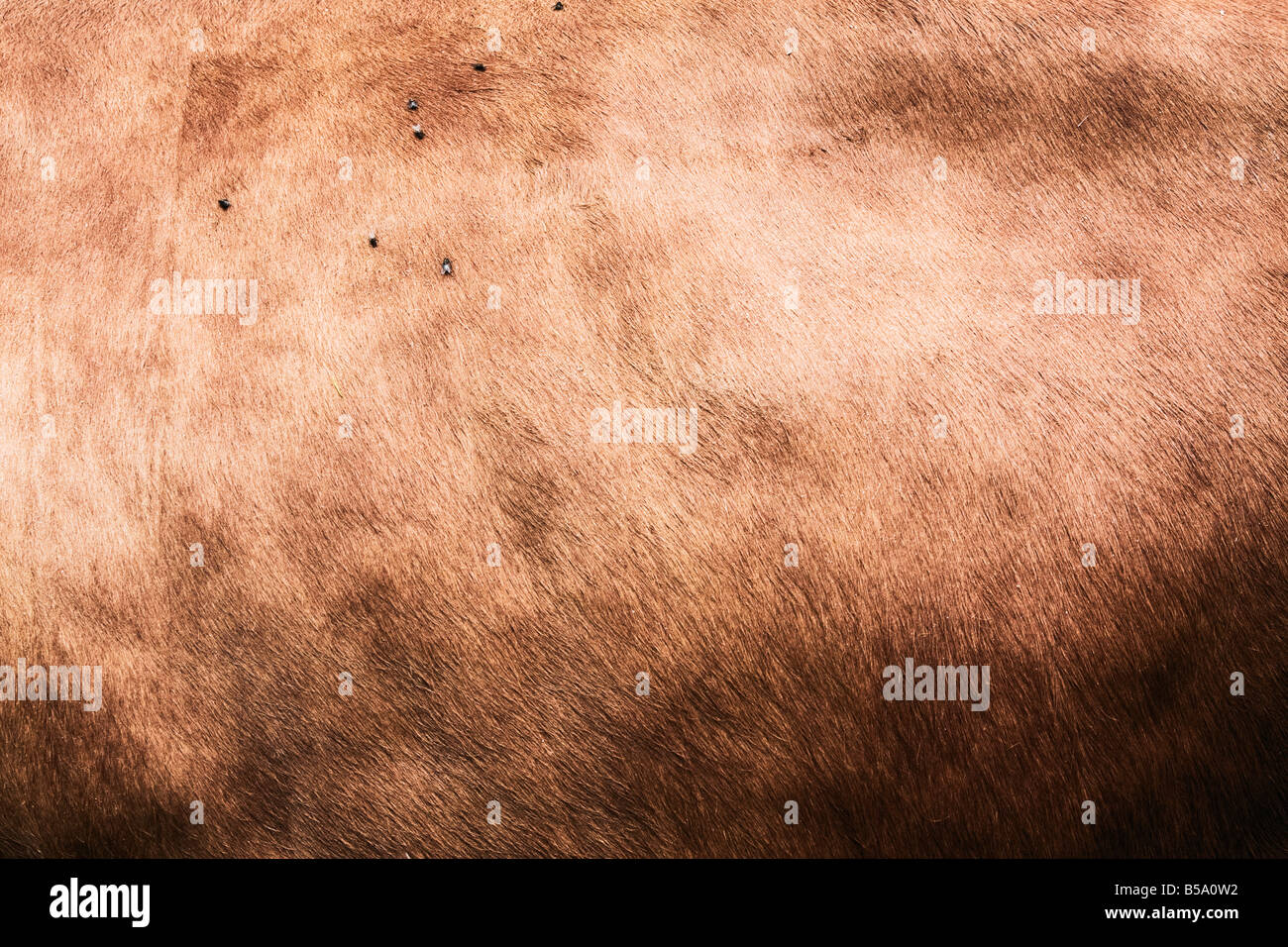 Flies On Cow Stock Photo