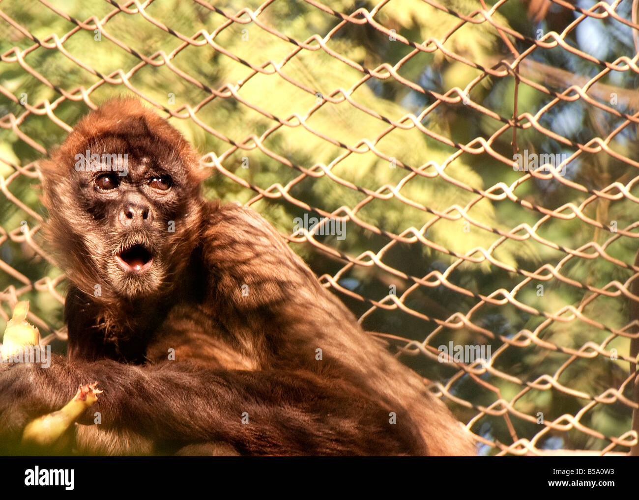 NOURISHMENT PEALING PET PRISON PRISONERS SCARE SCARED SCARY SNACK SOUTH-AMERICA SUMMER SUPPER THREAT THREATENING TOUGH UGLY WATCHFUL WILD YUMMY ZOO Stock Photo