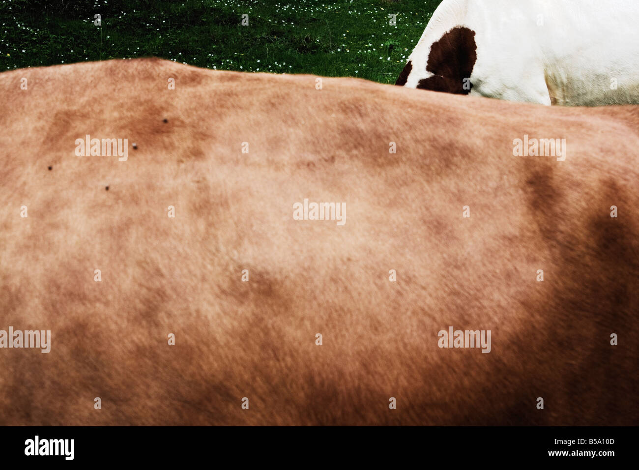 Two Cows On Meadow Close up Stock Photo