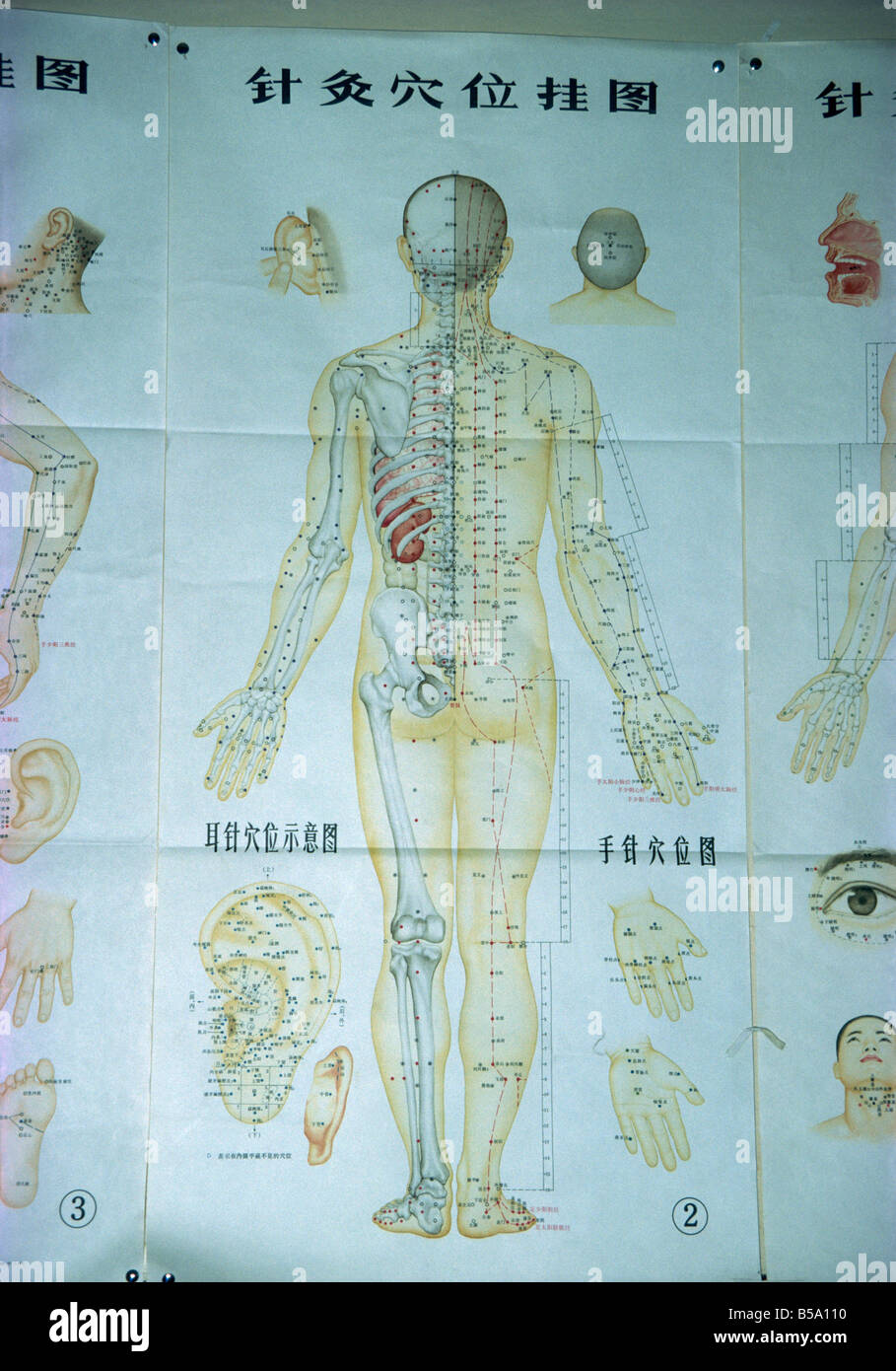 Acupuncture illustration hi-res stock photography and images - Alamy