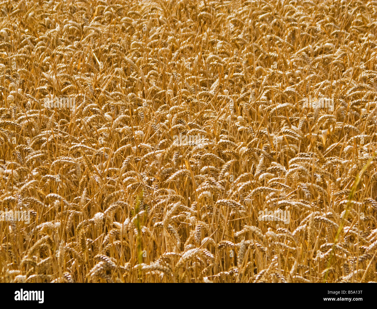 Golden ripe Wheat field full frame close up Stock Photo