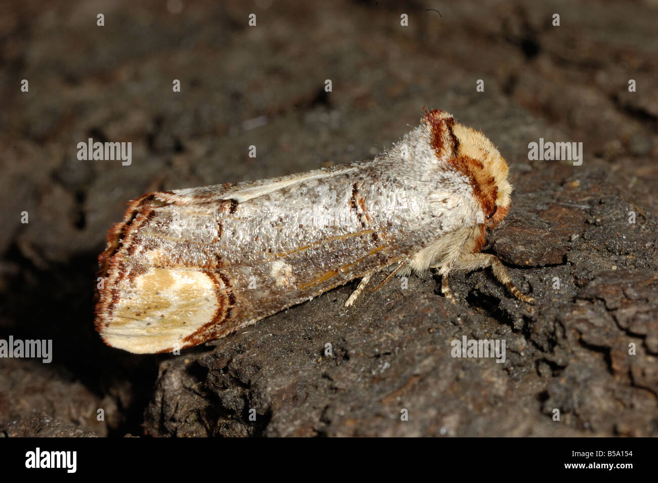 Buff Tip Moth Stock Photo - Alamy