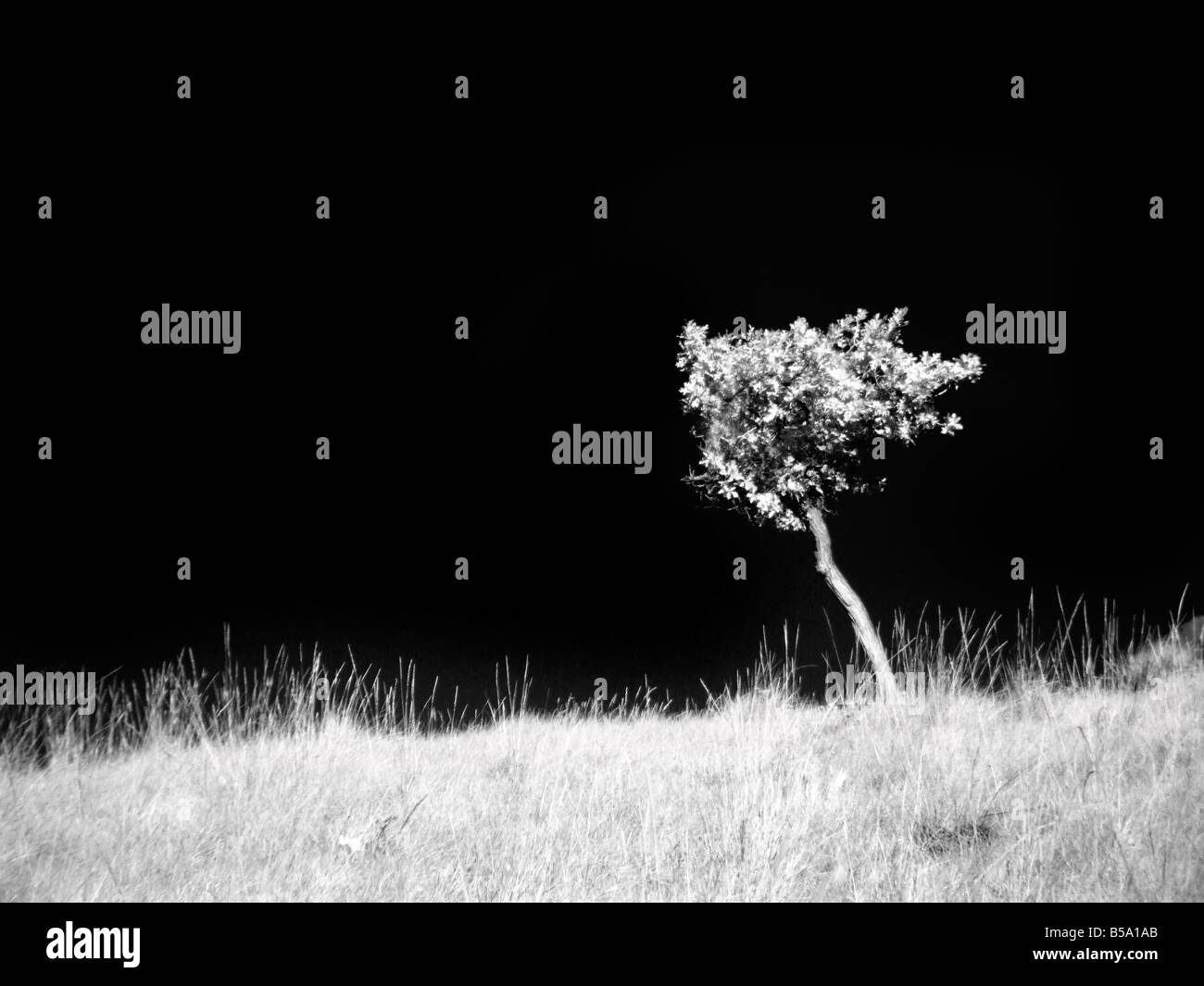 Single Tree in B&W Infrared Stock Photo
