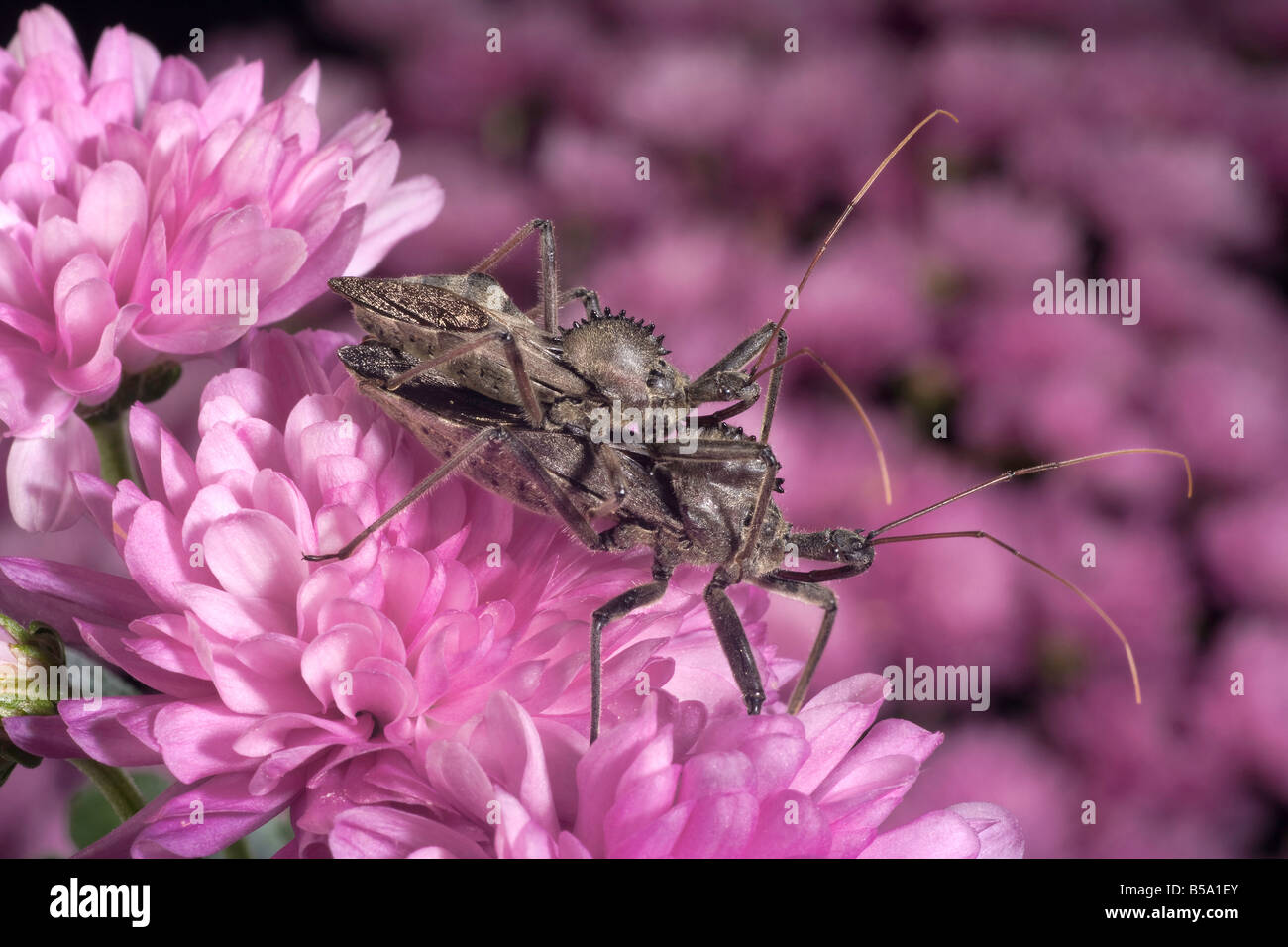 Mating Wheel Bugs also Assassin Bug Arilus cristatus Stock Photo