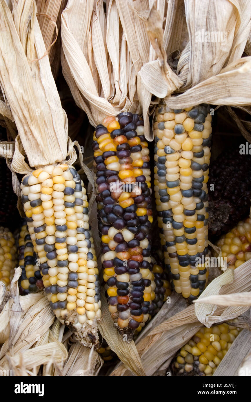 indian corn indian corn