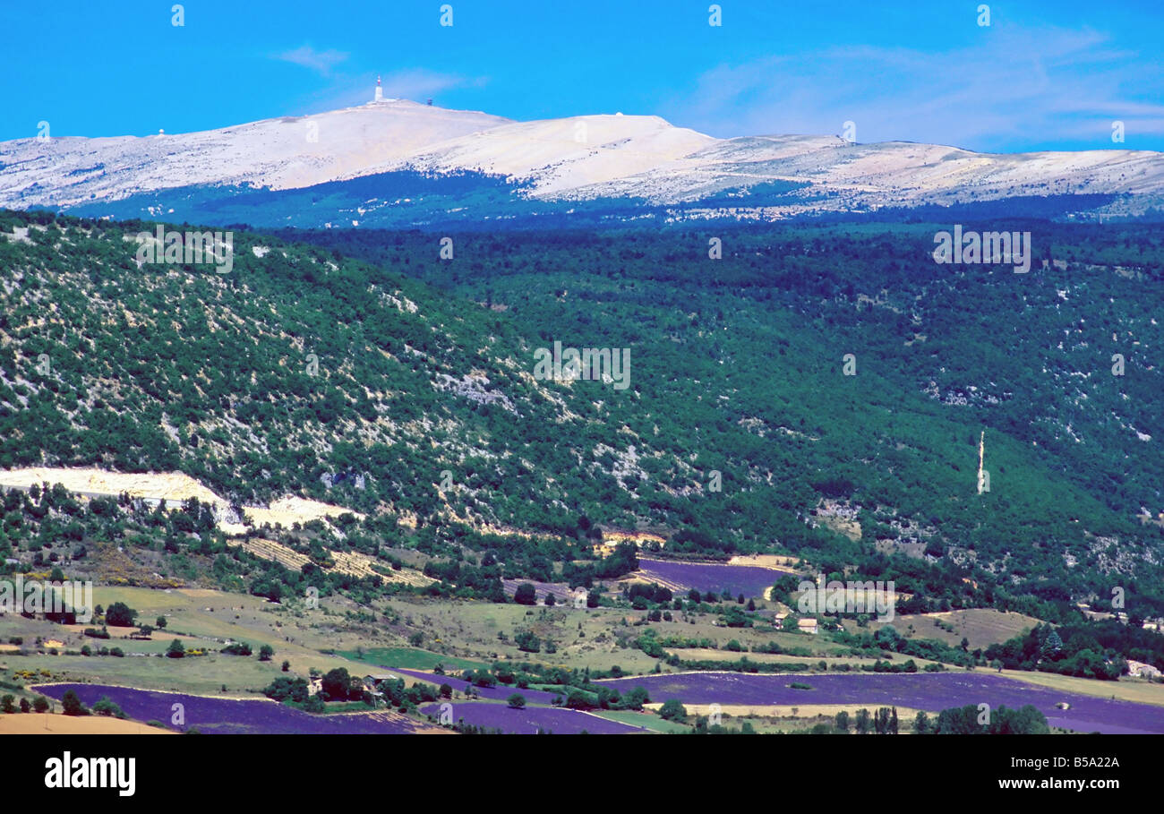 Lavender Fields Sault Valley And Mont Ventoux Mountain Provence Stock Photo Alamy