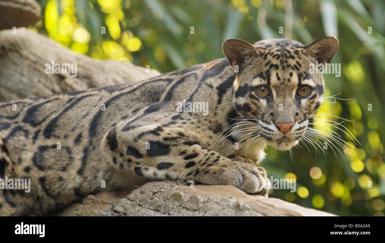 Clouded Leopard at the Nashville Zoo Stock Photo - Alamy