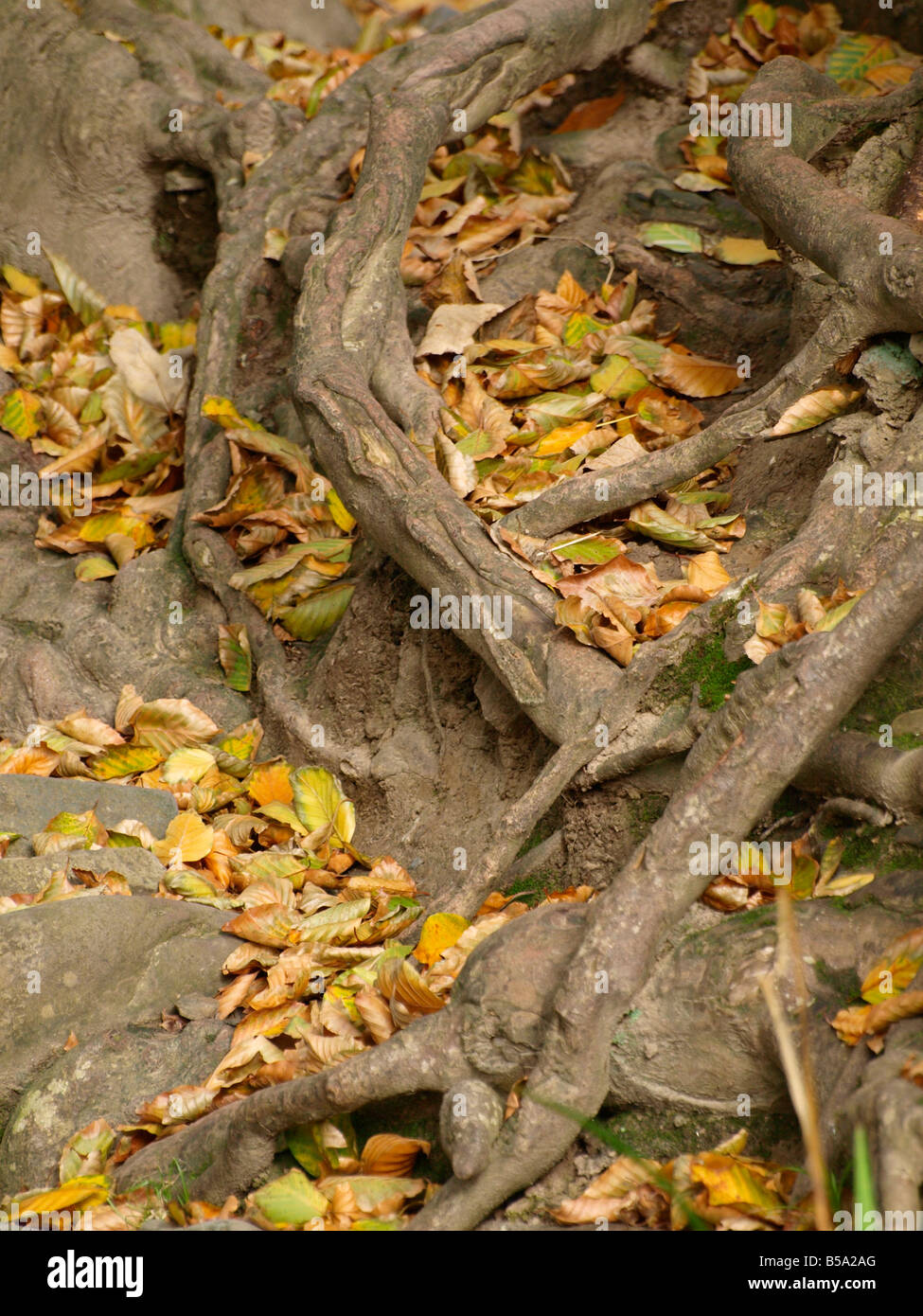 Autumn leaves lying amongst the tangled roots of an old tree Stock Photo