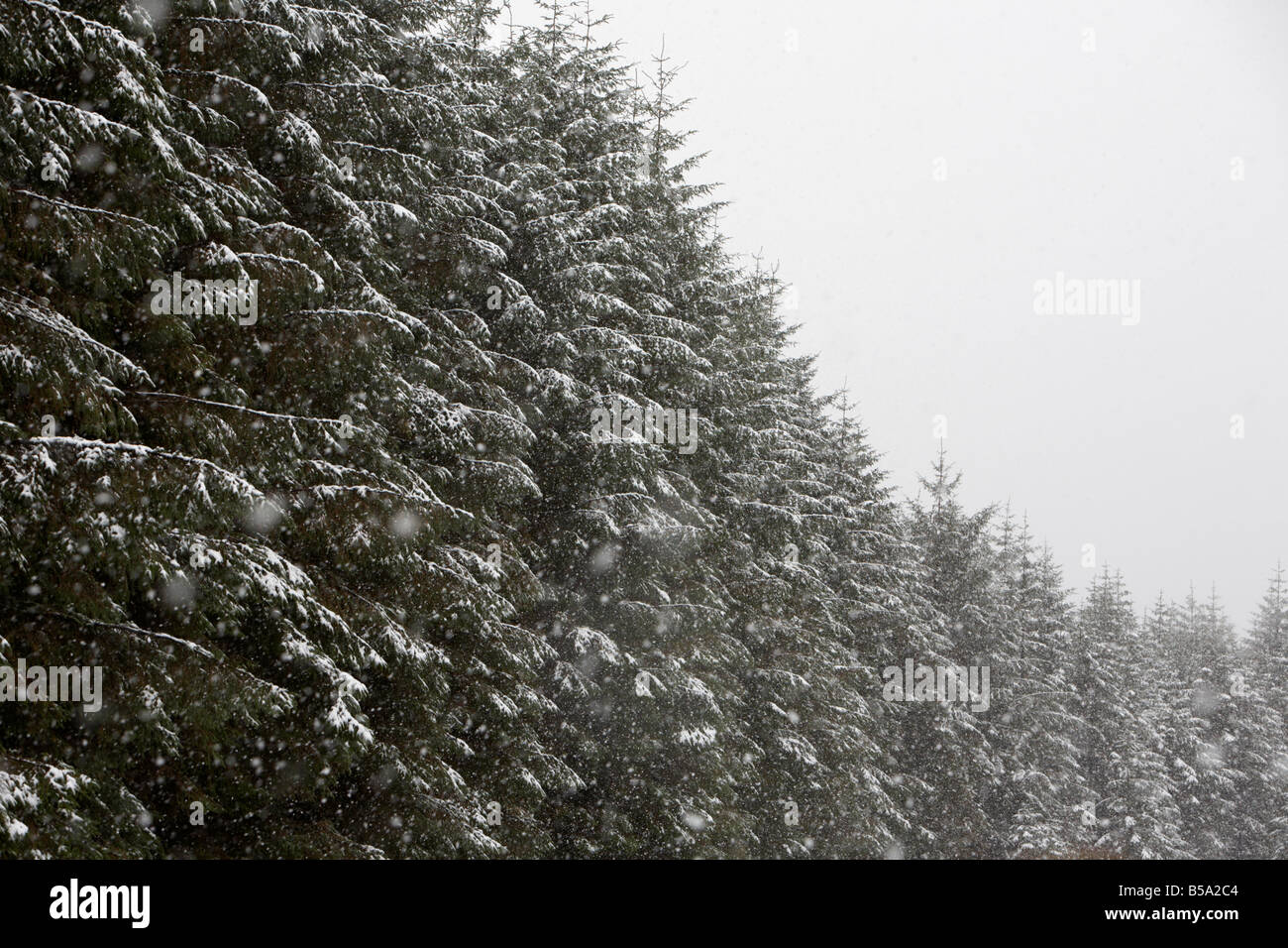 snow and ice covering conifer trees in a forest county antrim northern ireland uk Stock Photo