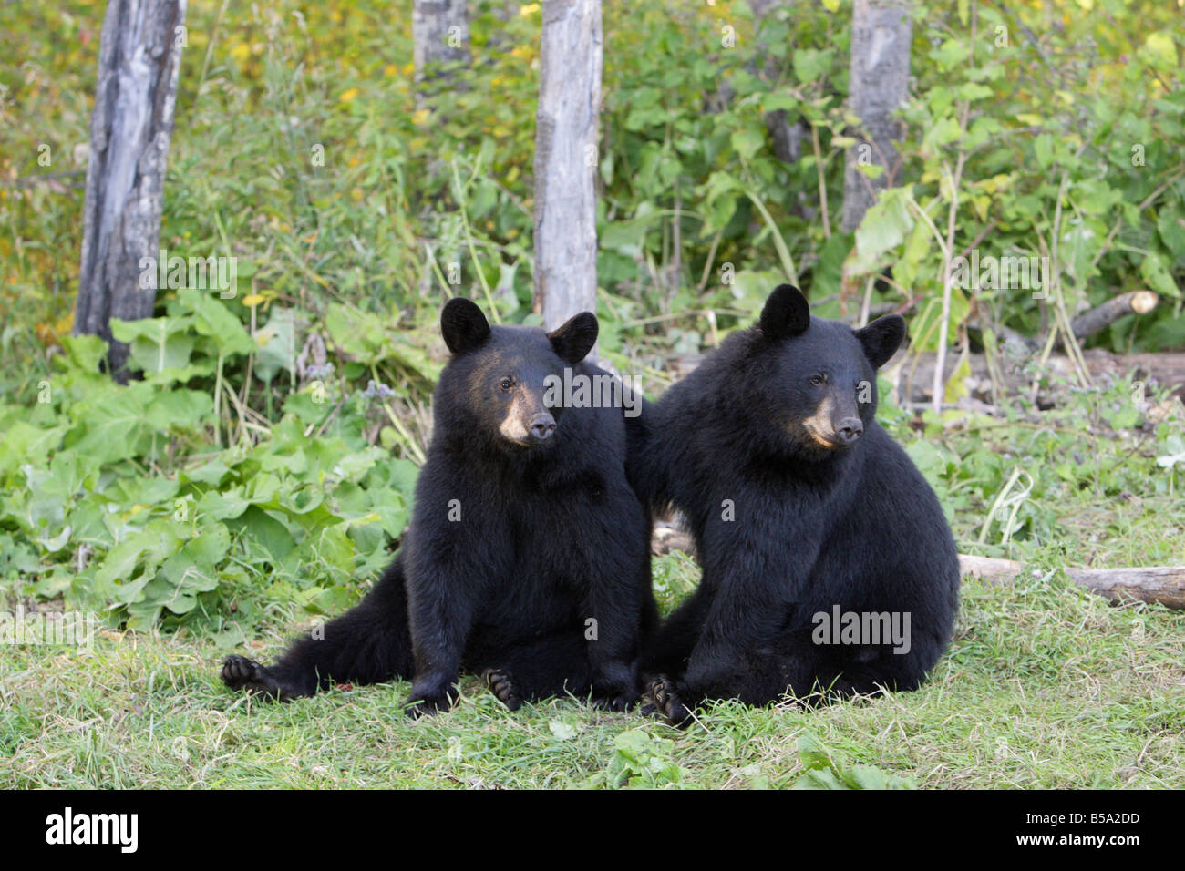 Black Bear Ursus americanus pair of cubs sitting on the ground with their arms round each other with eye contact Stock Photo