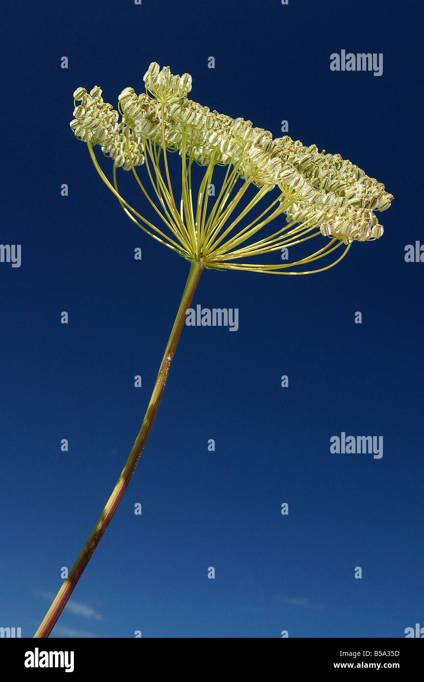 Seed head of an umbellifer Stock Photo