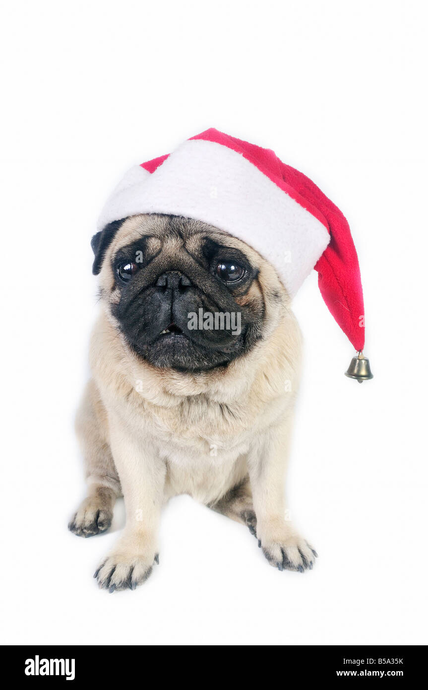 Pug wearing a Santa hat. Stock Photo